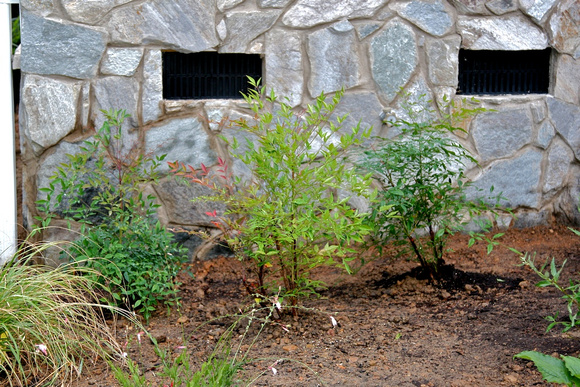 Nandina pair