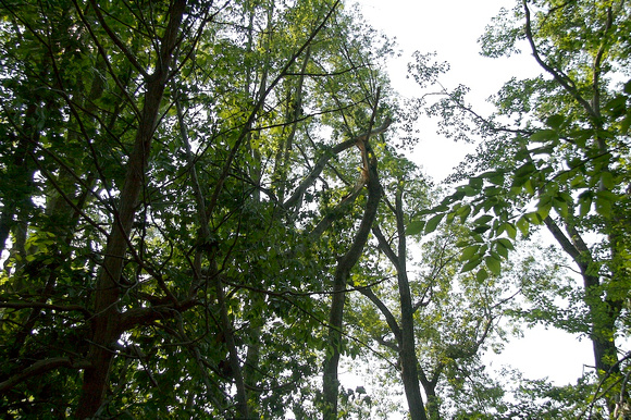 Path 3 - Side damage looking up the path