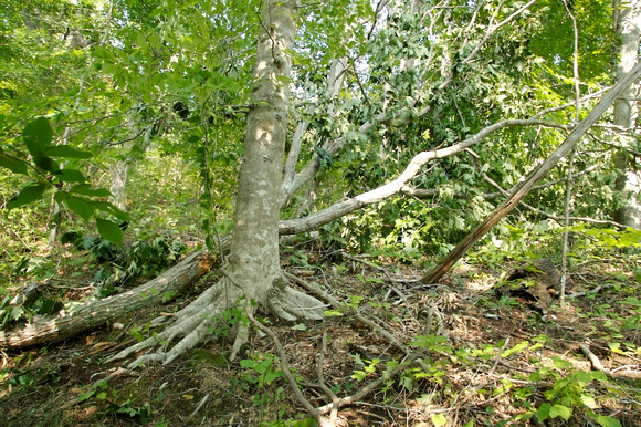 Path 3 - The top to the Oak